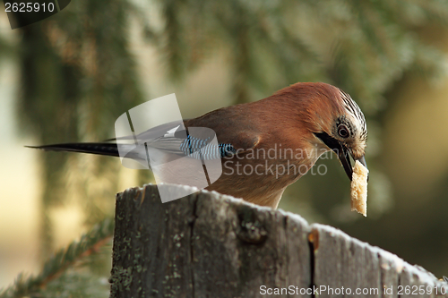 Image of jay eating a piece of bread