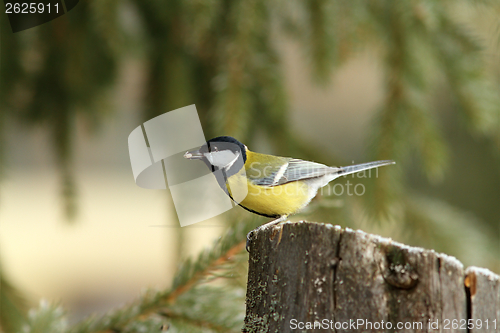 Image of hungry great tit with seed in beak