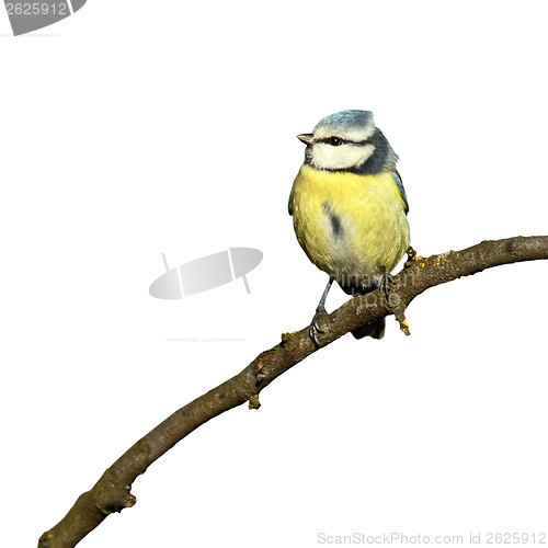 Image of blue tit isolated on white