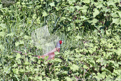 Image of beautiful male pheasant hiding in grass