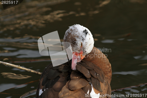 Image of muscovy duck scratching