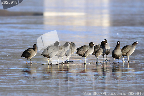 Image of group of coots in winter