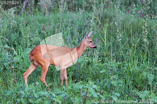 Image of female roe deer in the green field