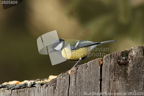 Image of great tit came at seeds on stump