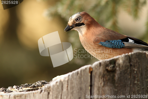 Image of common jay garrulus glandarius