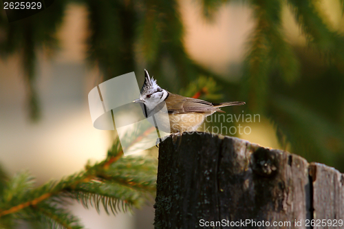 Image of curious jay looking for food on a stump