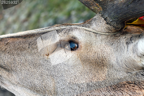 Image of hunted red deer eye detail