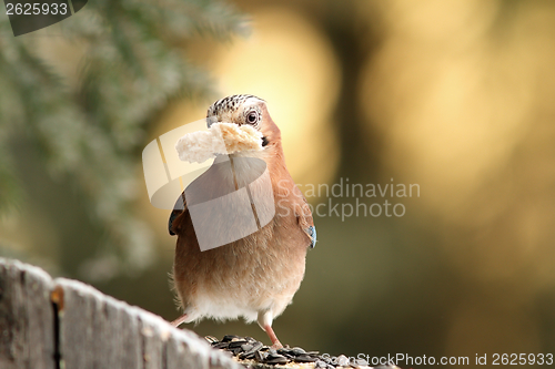 Image of jay with bread in beak
