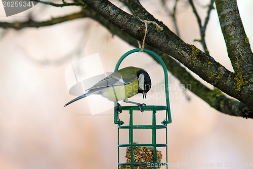 Image of tit looking at fat feeder