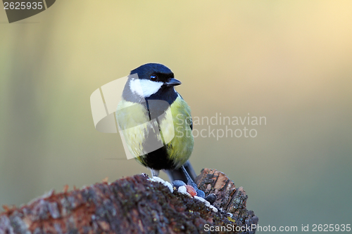 Image of great tit came  on a stump for food