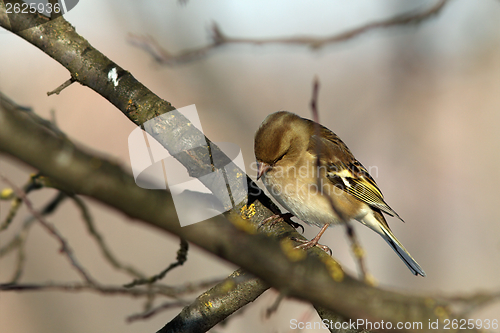 Image of female chaffinch perched in the garden