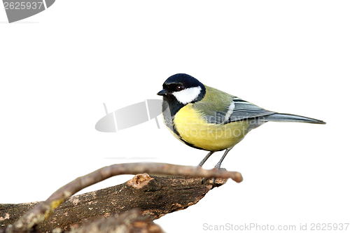 Image of isolated great tit with place for text