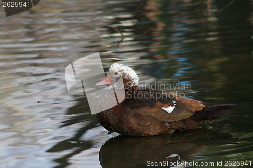 Image of muscovy duck on a pond