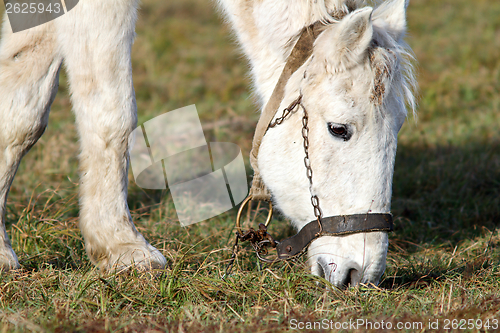 Image of closeup of grazing horse