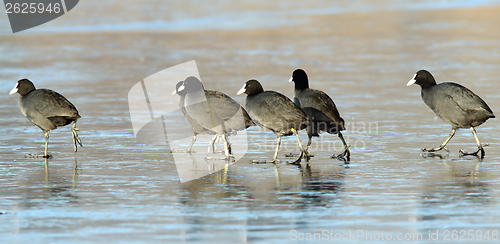 Image of fulica atra on icy lake