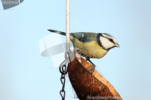 Image of small garden bird