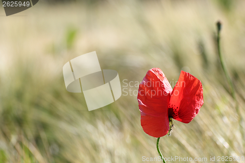 Image of red wild flower in the field
