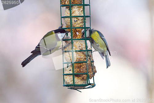 Image of great and blue tits on feeder