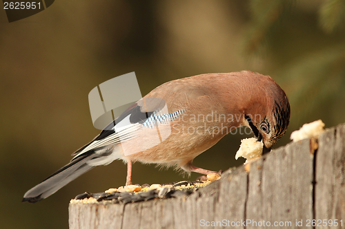 Image of european jay eats bread