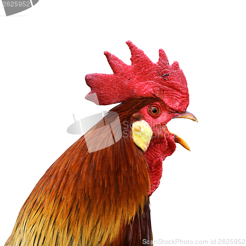 Image of isolated singing rooster