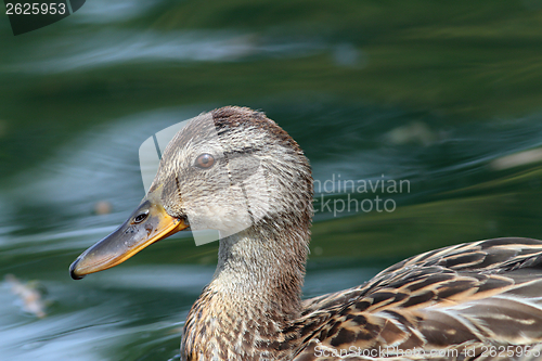 Image of profile of a female mallard duck