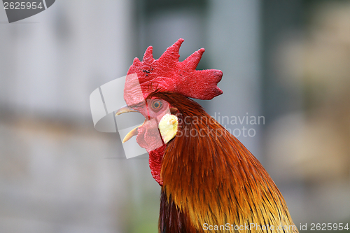 Image of portrait of rooster singing