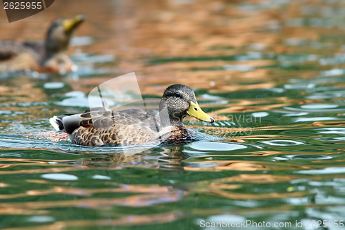 Image of mallard duck swimming on water surface