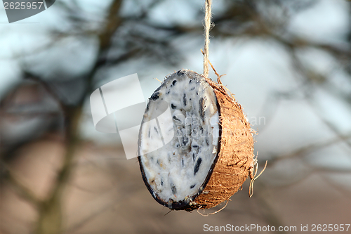 Image of coconut feeder full of lard