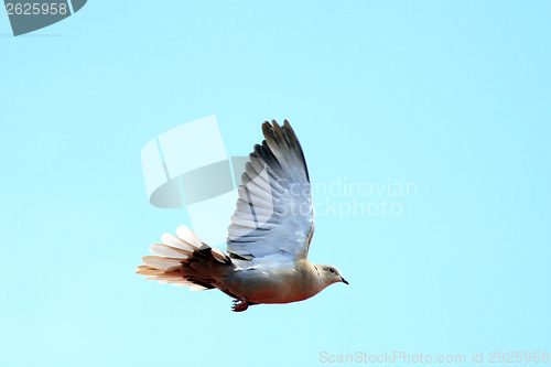 Image of turtledove in flight over sky