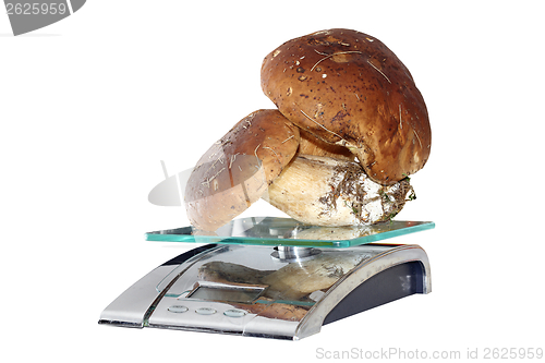 Image of mushrooms on weighing machine