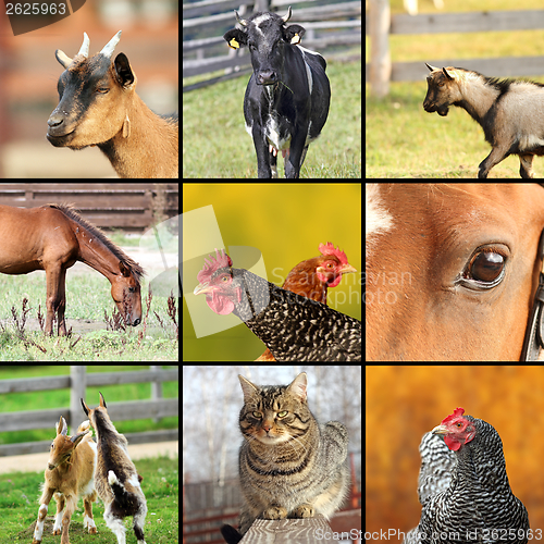 Image of collage made with farm animals images