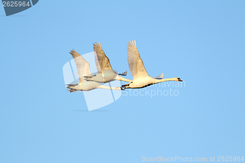Image of beautiful swans flying