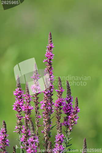 Image of purple wild flowers