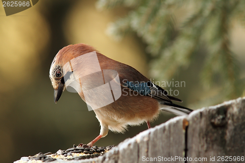 Image of european jay looking at seeds