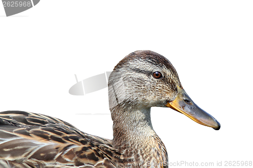 Image of isolated portrait of a mallard