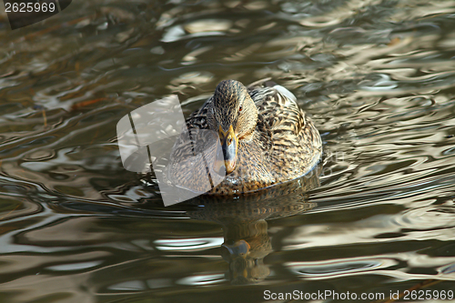 Image of water bird swimming on lake surface