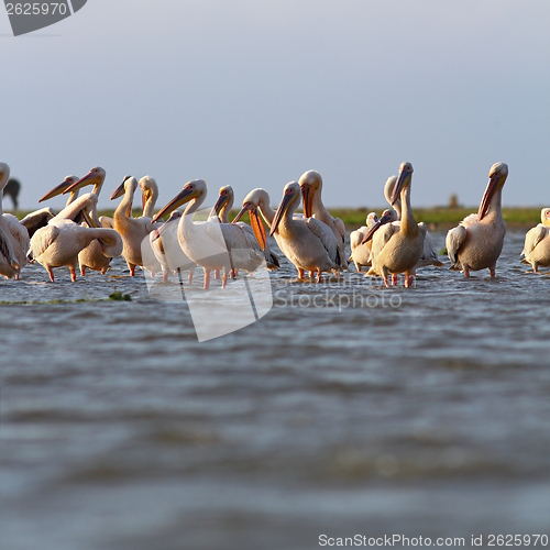 Image of great pelicans colony at Sahalin