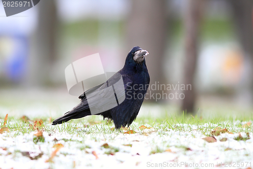 Image of corvus frugilegus on the snowy park