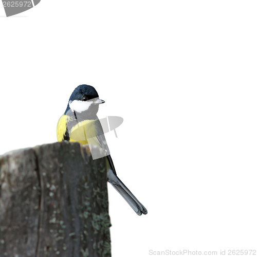 Image of isolated great tit on stump