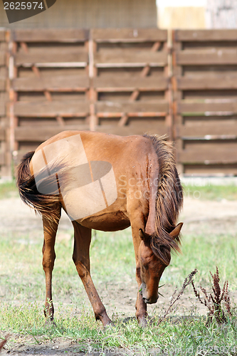 Image of brown horse grazing on meadow