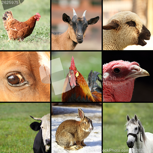 Image of collection of images with farm animals