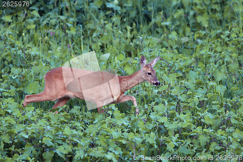 Image of roe deer doe walking tranquil