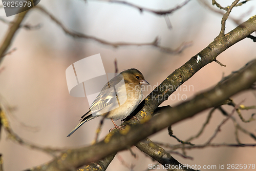 Image of female common chaffinch