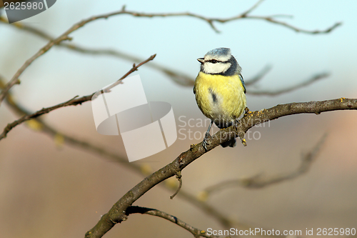 Image of bluetit perched in tree