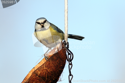 Image of blue tit looking at the camera
