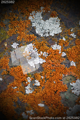 Image of colorful lichens growing on metal surface
