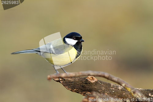 Image of great tit over blurred background