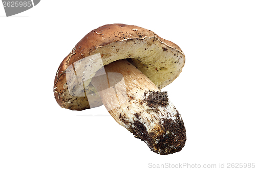 Image of isolated fungi porcino mushroom