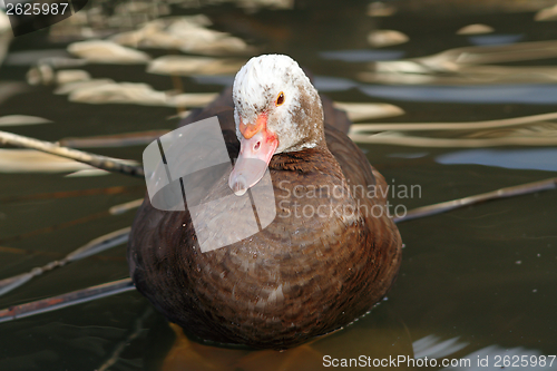 Image of closeup portrait of muscovy duck