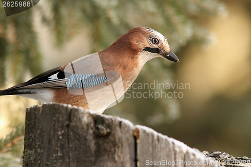 Image of common jay on a stump